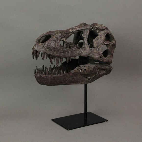 T-Rex Dinosaur Skull Mounted Tyrannosaurus Rex Fossil Statue - Picture 3 of 4